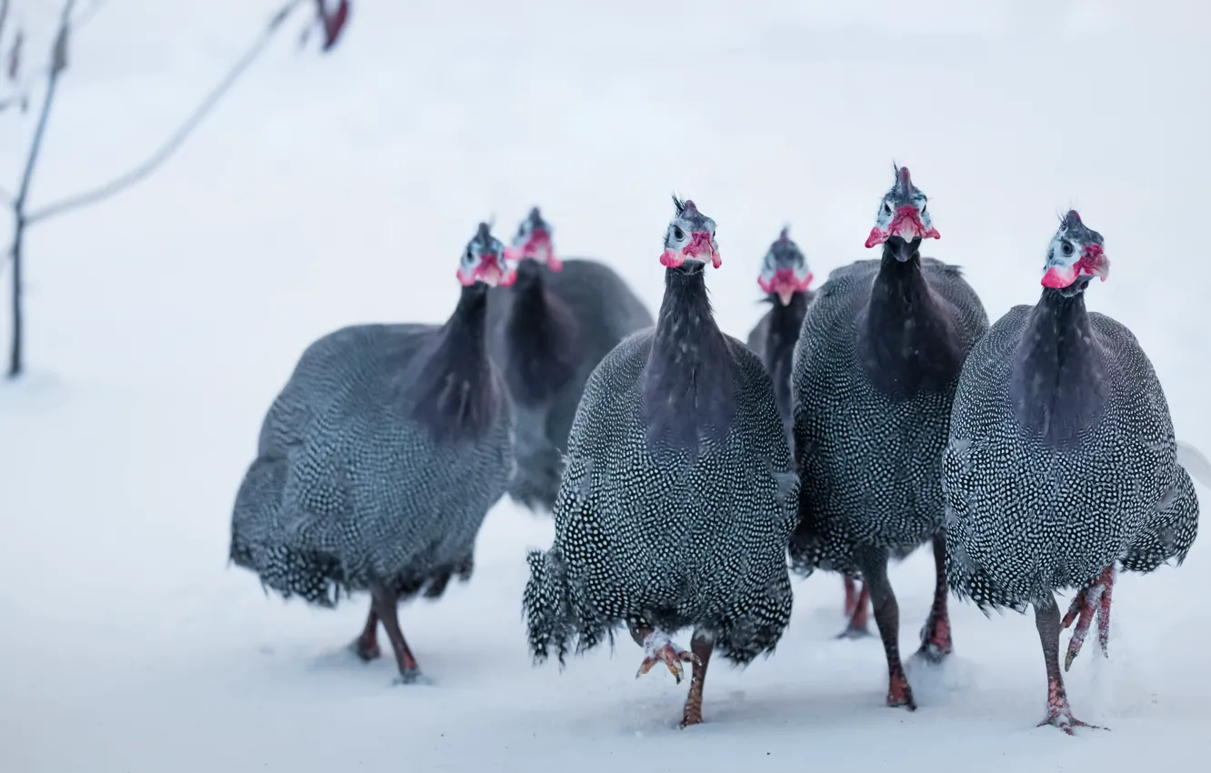 Photo wallpaper snow, birds, nature