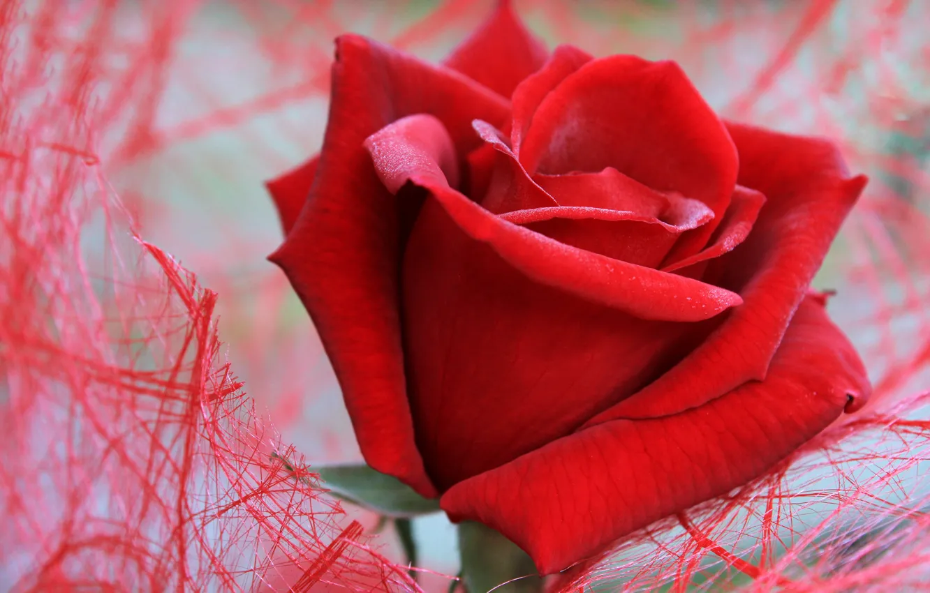Photo wallpaper flower, macro, mesh, rose, red