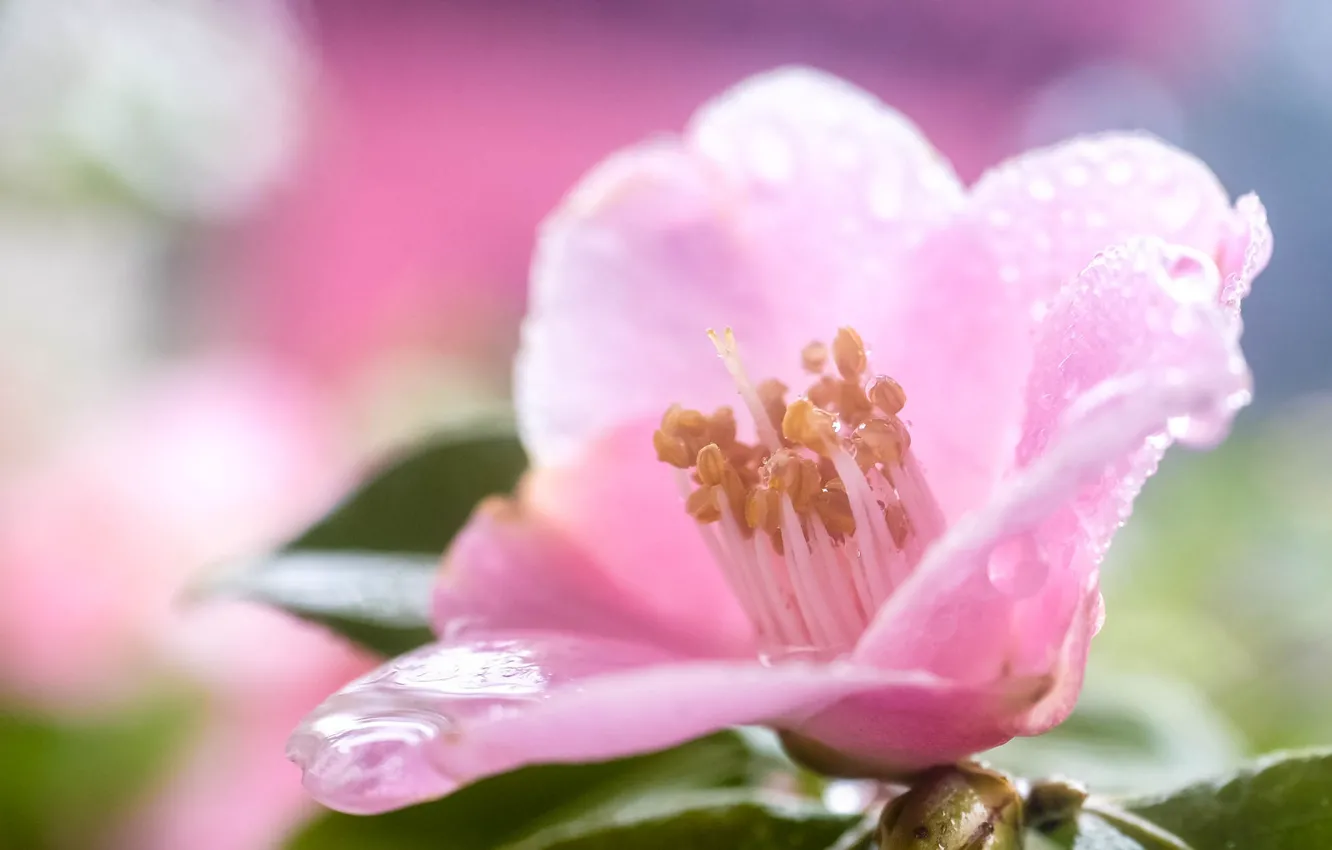 Photo wallpaper macro, pink, Camellia