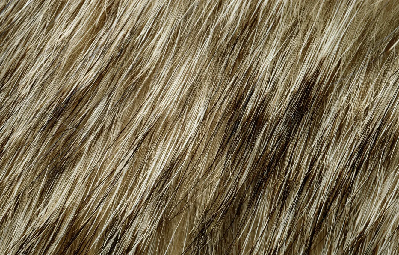 Photo wallpaper texture, fur, animal texture, background desktop