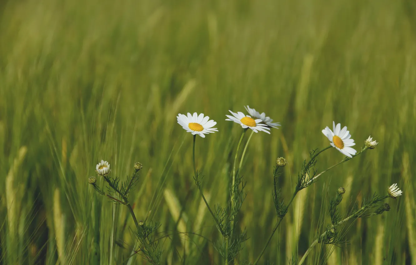 Photo wallpaper greens, flowers, plant, chamomile, close-up, flowers, plant, plants
