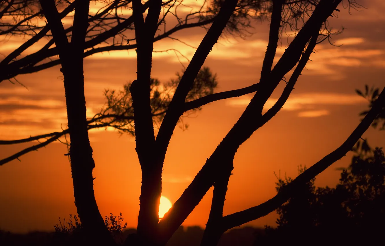 Photo wallpaper trees, sunset, When The Sun Goes Down