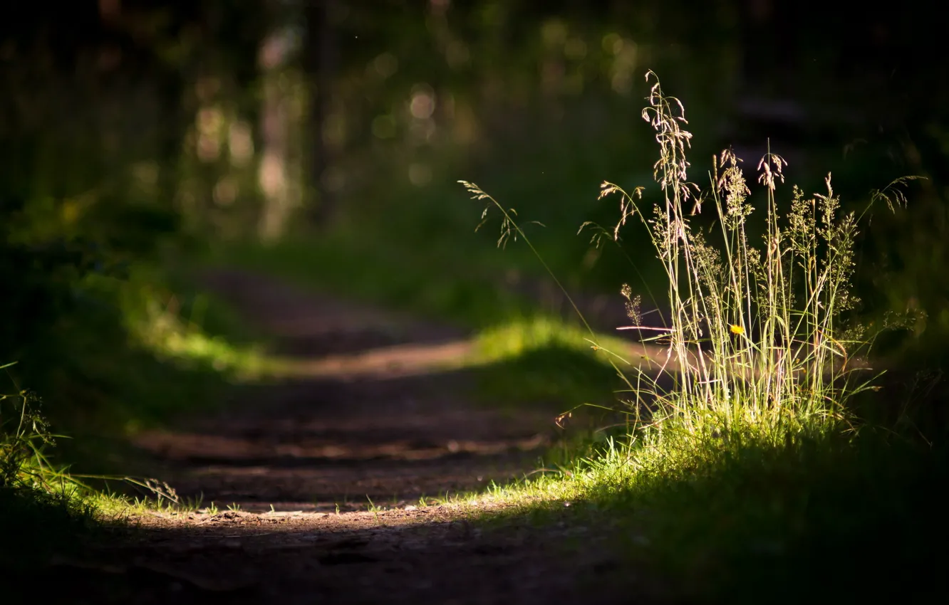 Photo wallpaper road, grass, macro, light, nature