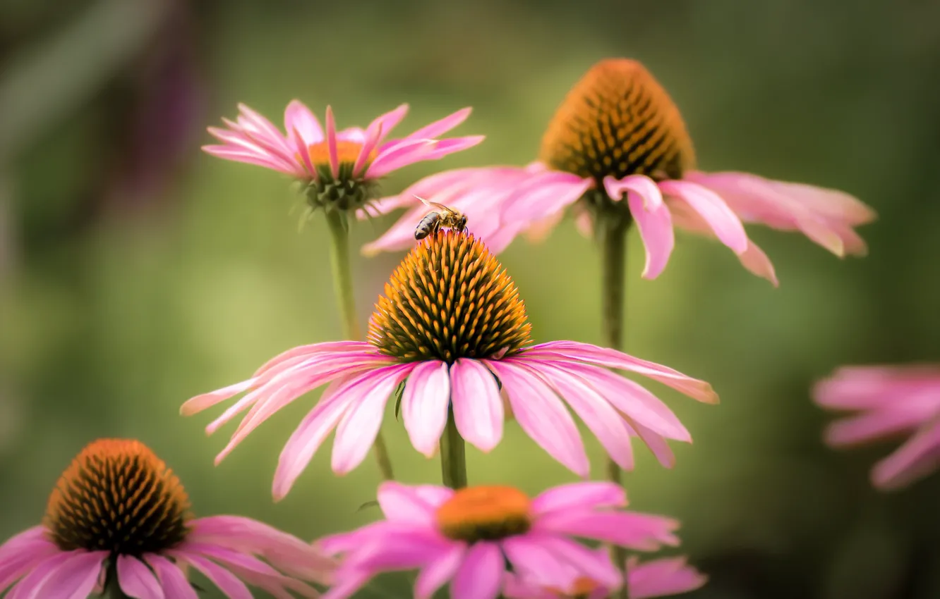 Photo wallpaper macro, bee, background, petals, Echinacea