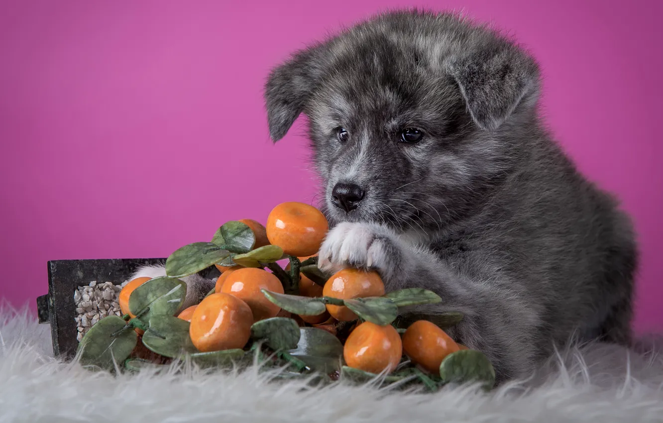 Photo wallpaper grey, background, pink, dog, puppy, lies, fur, fruit