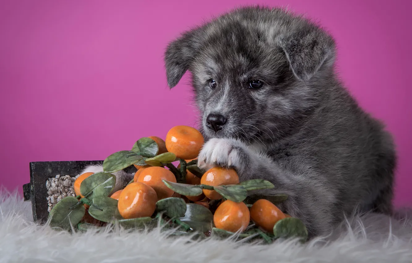 Photo wallpaper grey, background, dog, puppy, lies, fur, pink, fruit