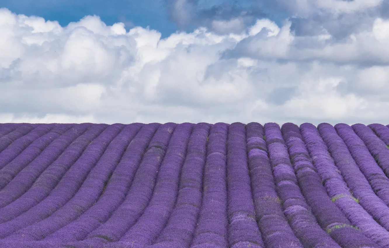 Photo wallpaper flowers, France, lavender, plantation