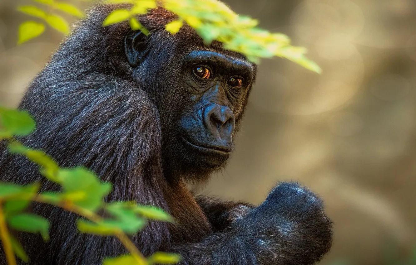 Photo wallpaper look, animal, gorilla