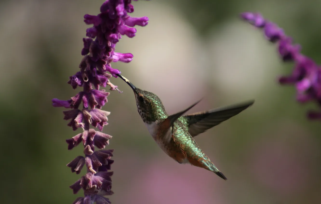 Photo wallpaper flowers, nectar, Hummingbird, flight, beautiful, bird, wings, Humming bird