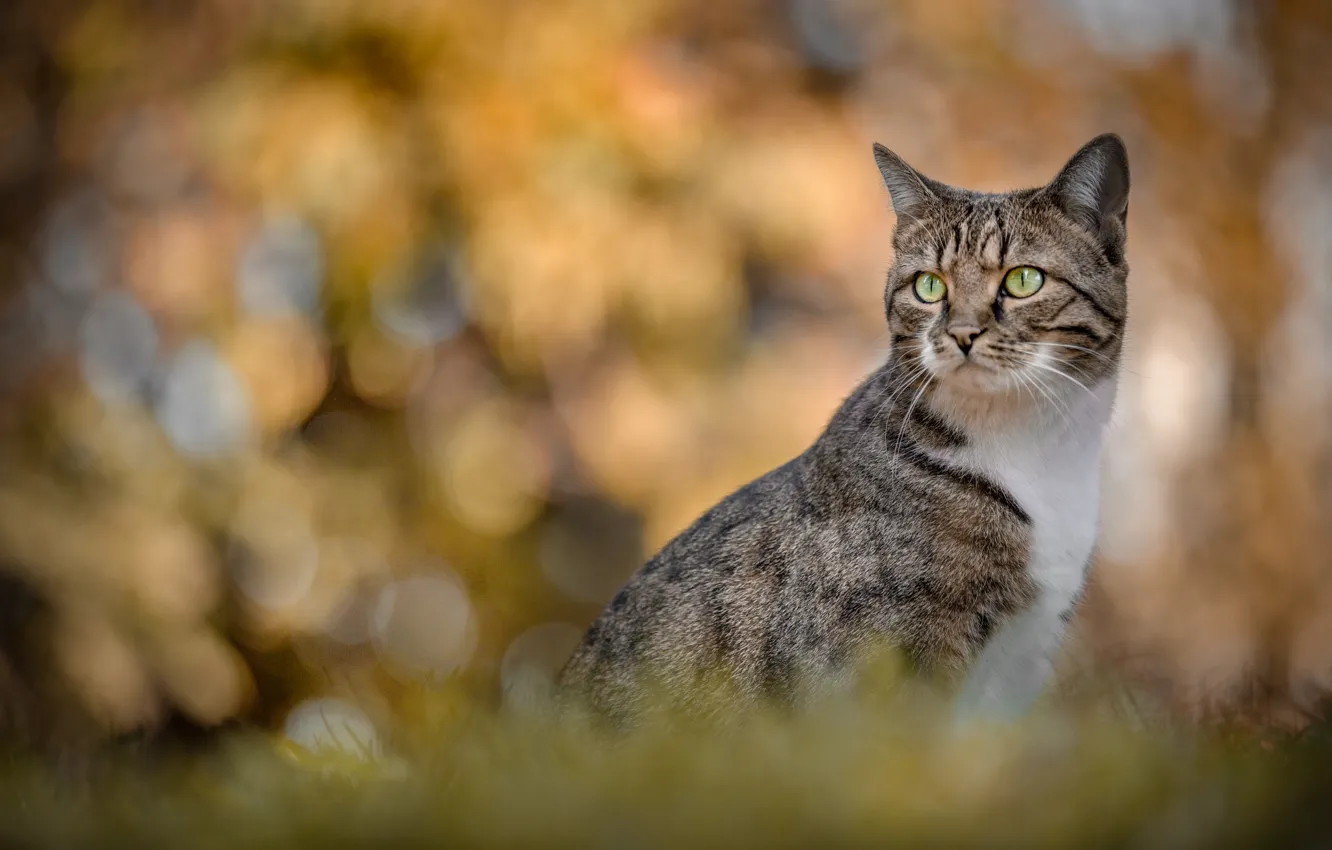 Photo wallpaper cat, look, portrait, bokeh