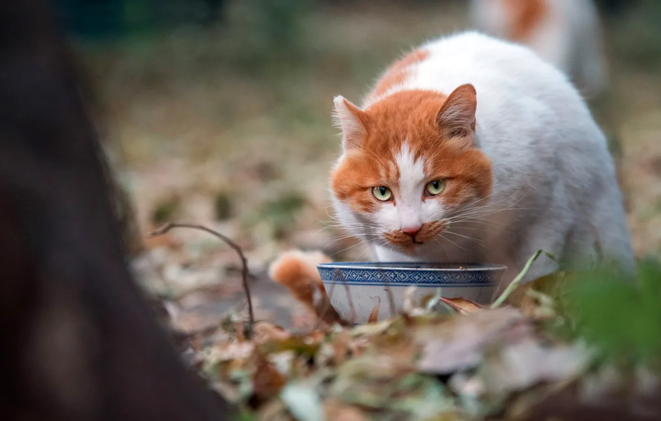 Photo wallpaper autumn, cat, summer, cat, look, face, leaves, trees