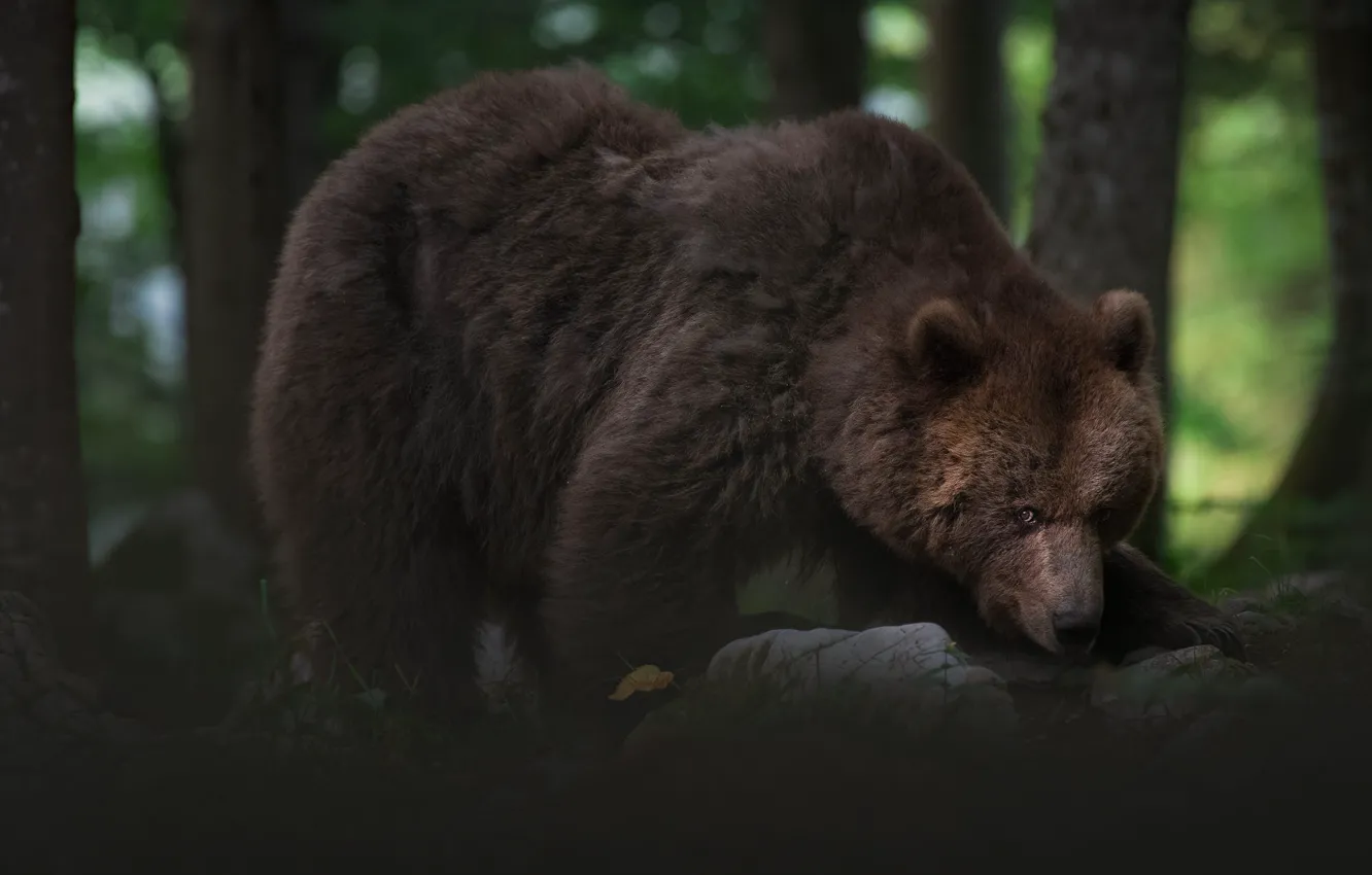 Photo wallpaper forest, look, face, trees, pose, stones, leaf, bear