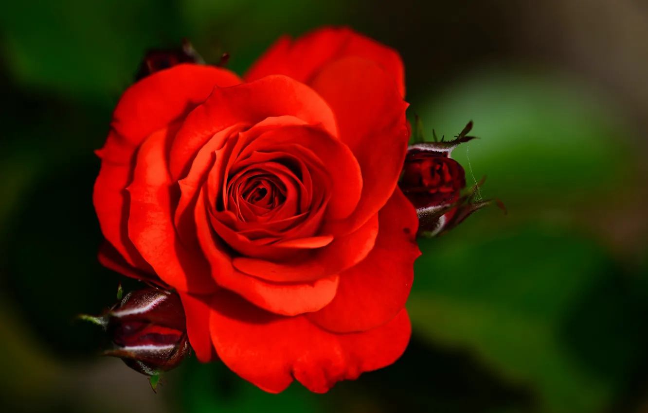 Photo wallpaper flowers, roses, buds, bokeh