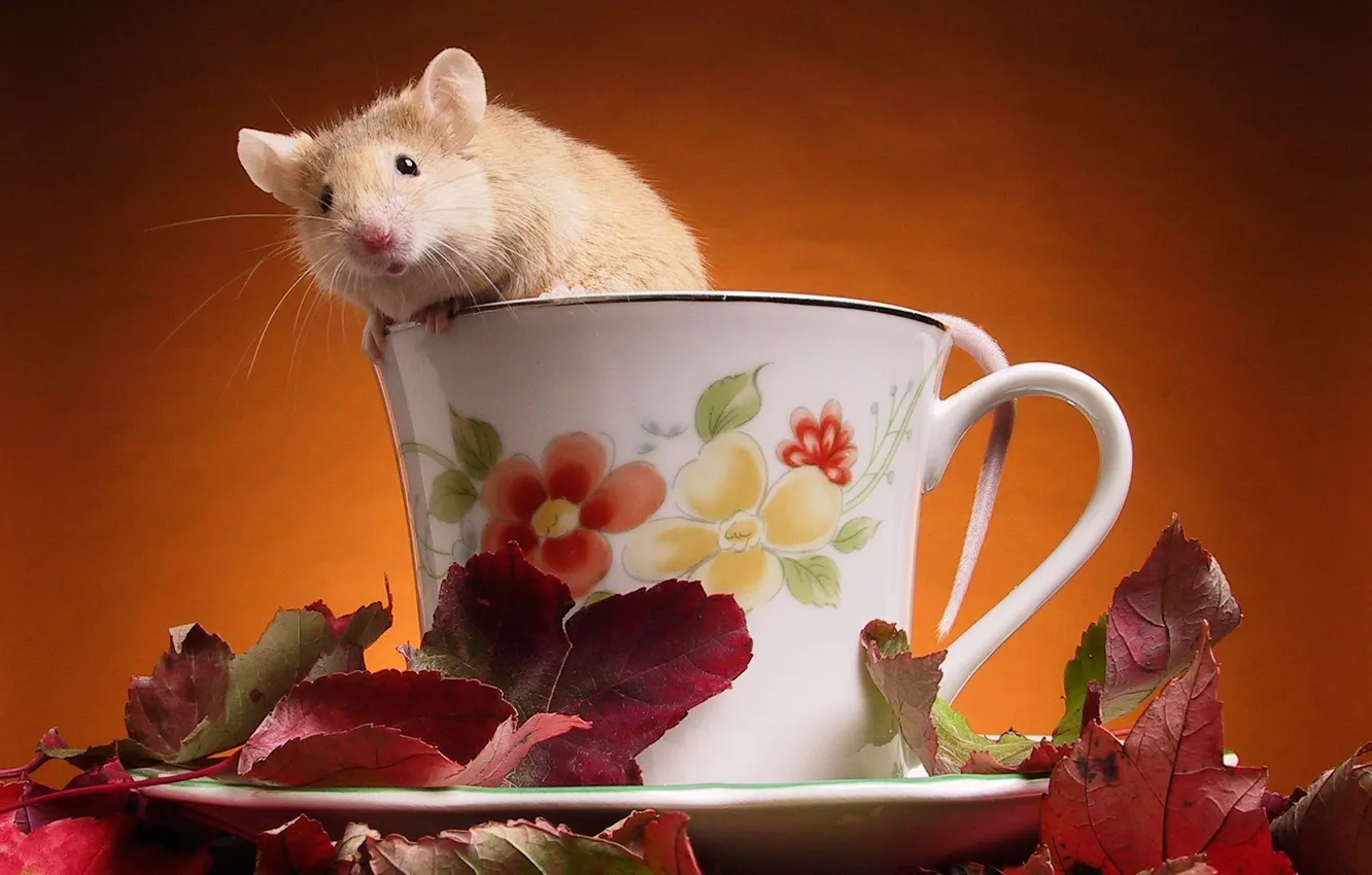 Photo wallpaper Leaves, Mouse, Cup