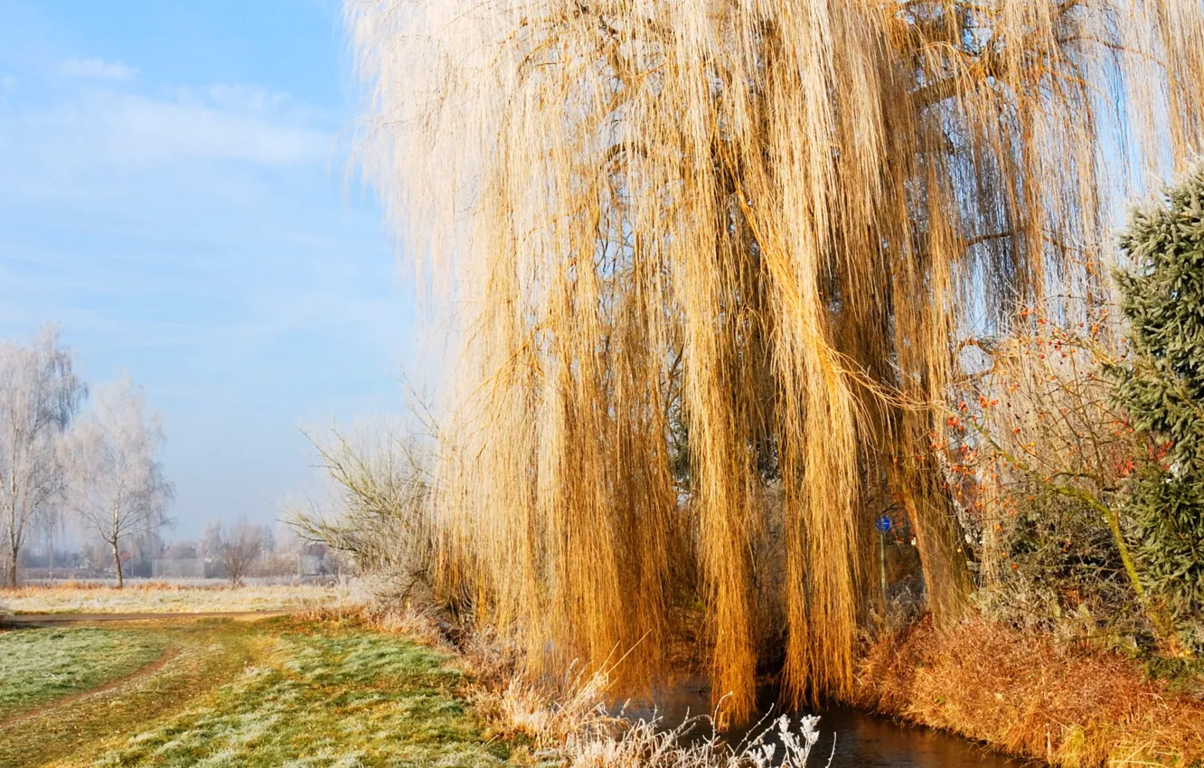 Photo wallpaper frost, autumn, the sky, grass, IVA