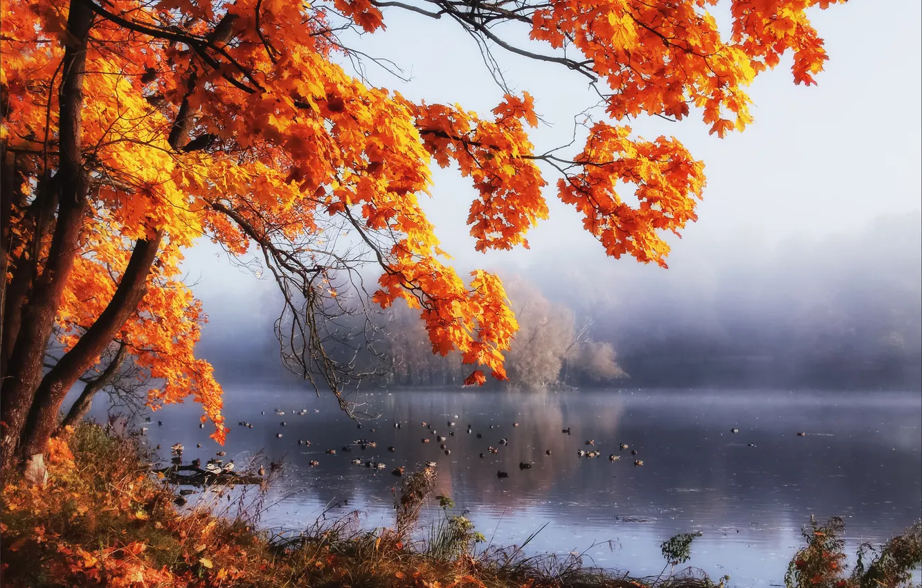 Photo wallpaper autumn, fog, river