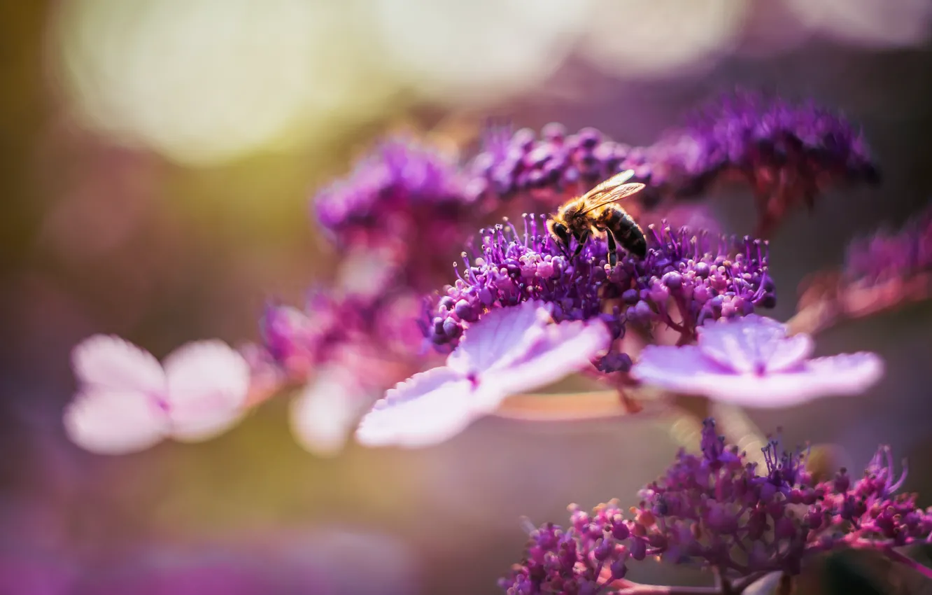 Photo wallpaper summer, flowers, bee