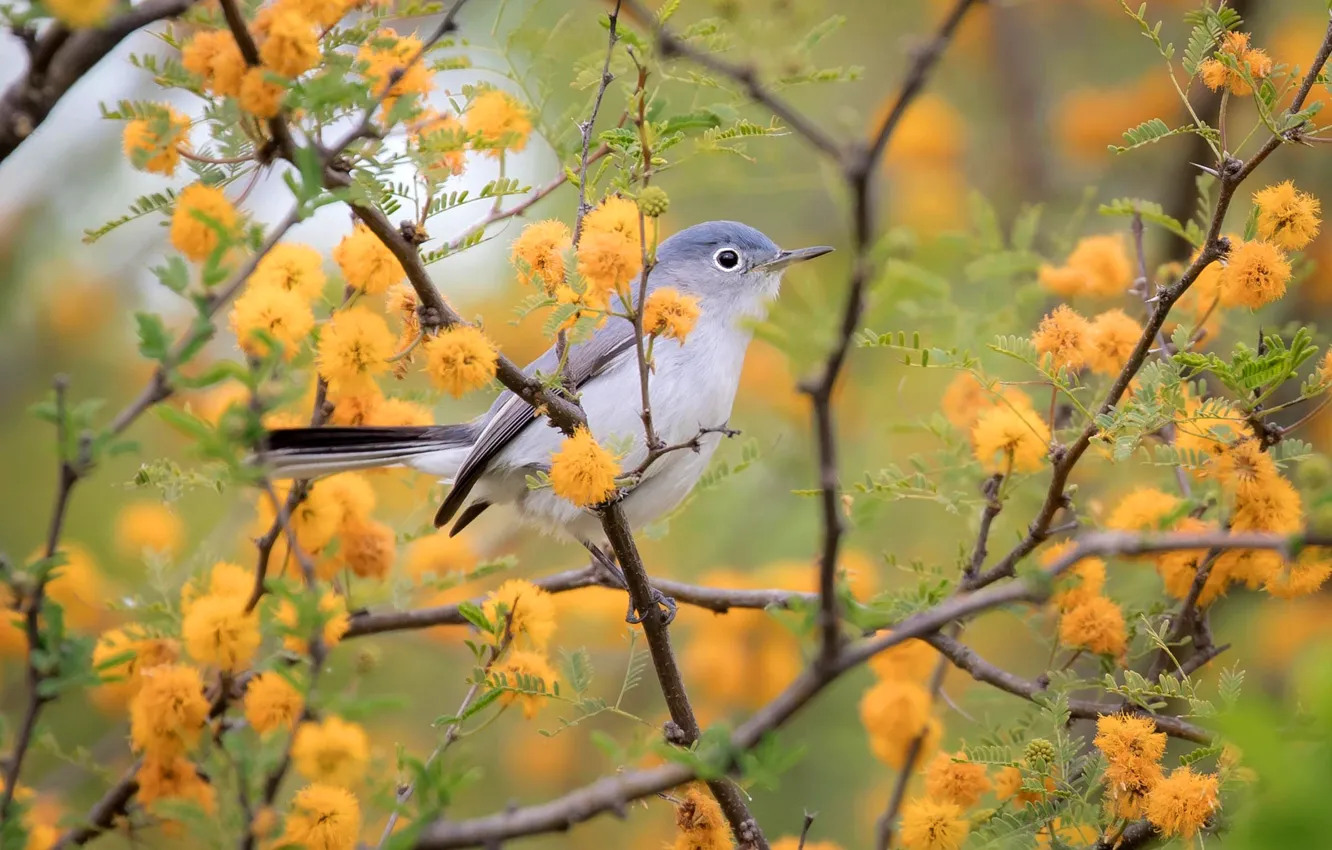 Photo wallpaper flowers, branches, yellow, grey, bird, spring, bird, flowering