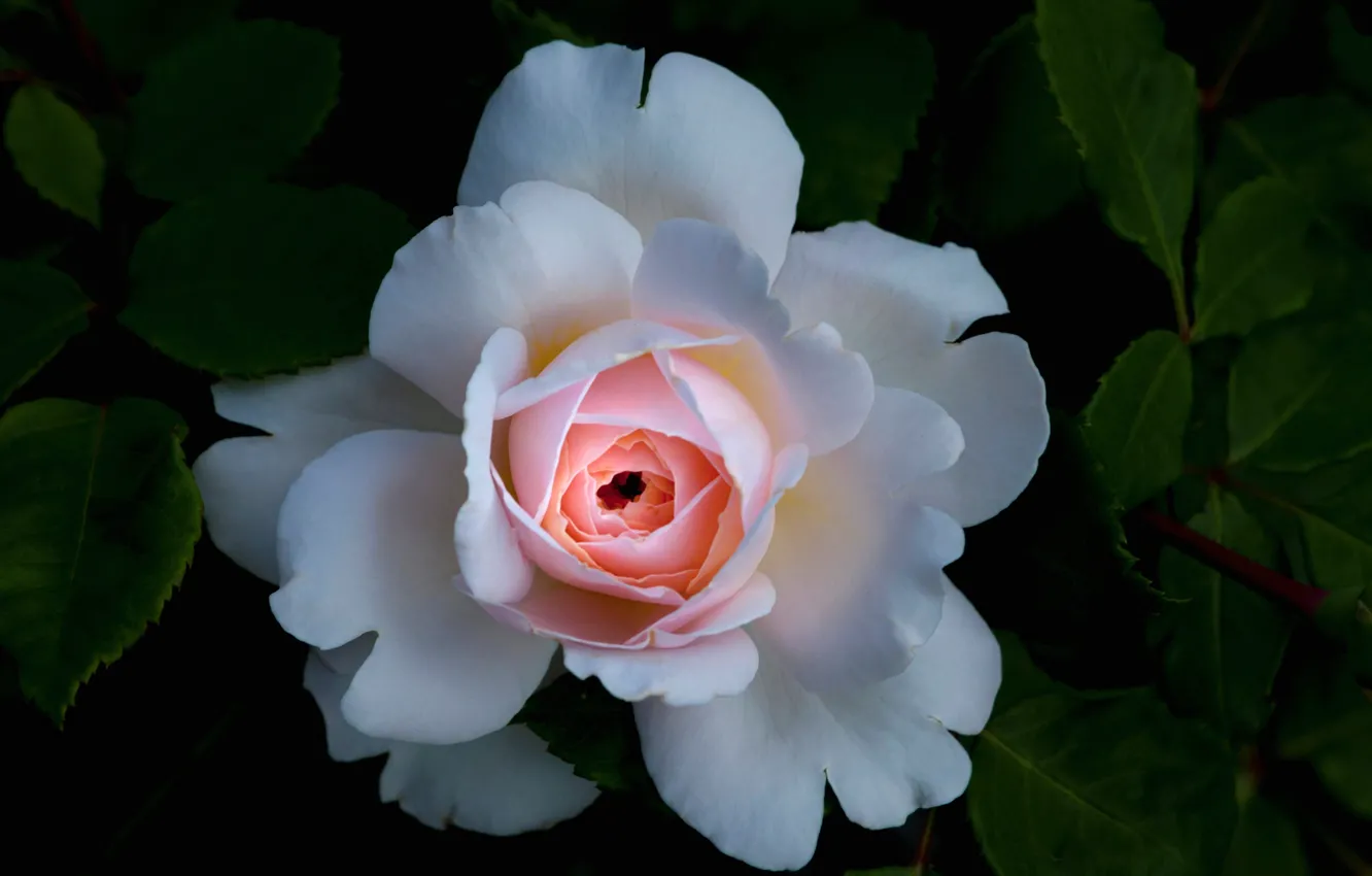 Photo wallpaper macro, roses, petals, garden, buds
