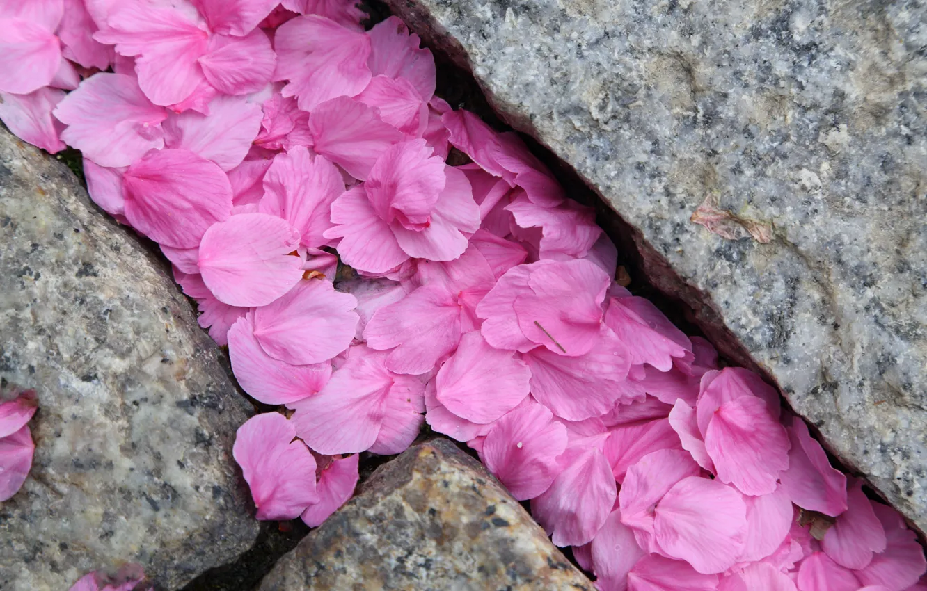 Photo wallpaper macro, stones, petals, Sakura