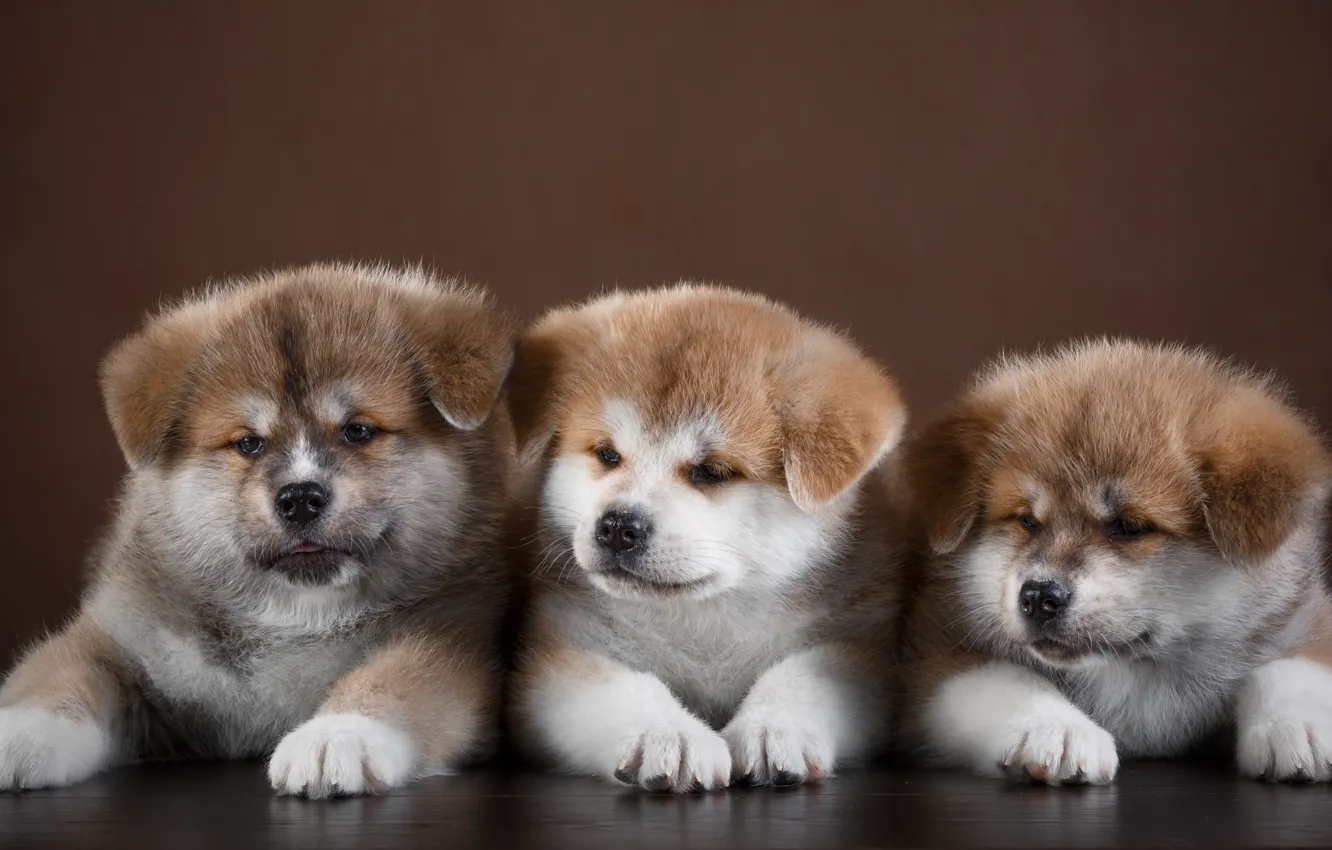 Photo wallpaper puppy, trio, Akita