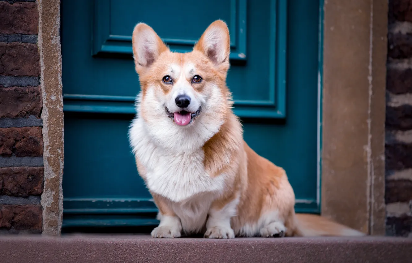 Photo wallpaper dog, the door, sitting, Corgi