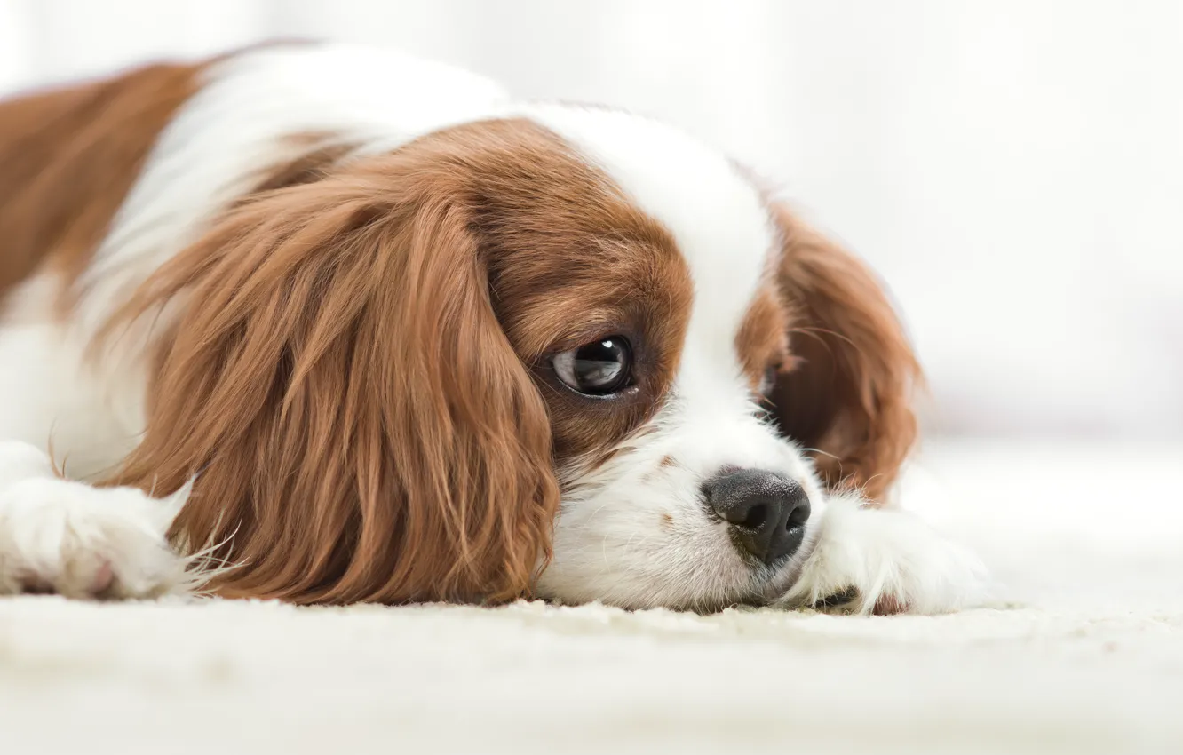 Photo wallpaper look, face, dog