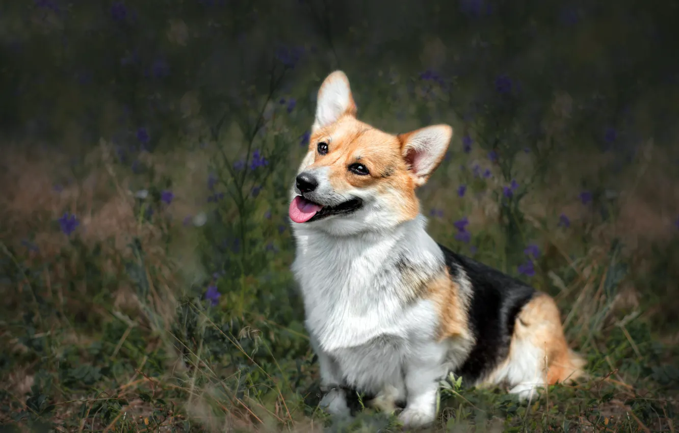 Photo wallpaper language, grass, nature, pose, dog, blur, flowers, face