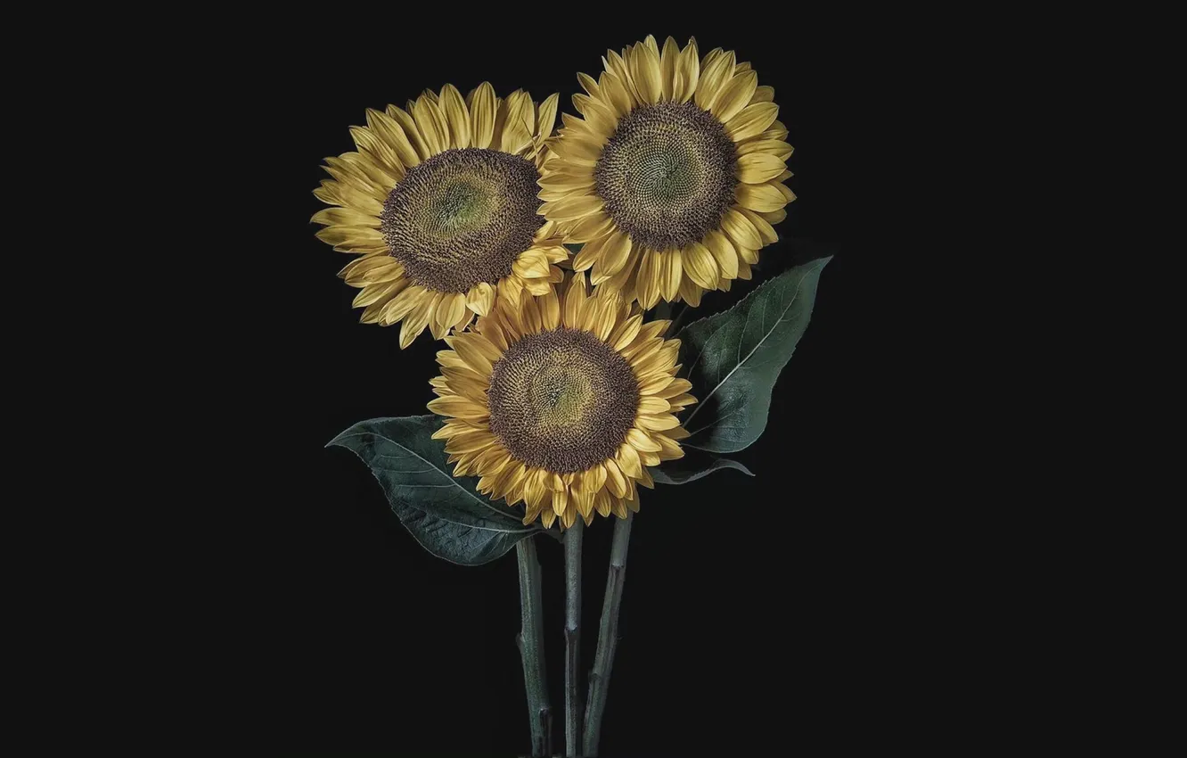 Photo wallpaper sunflowers, flowers, trio, black background