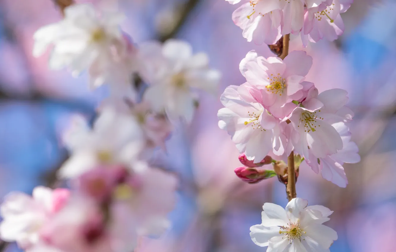 Photo wallpaper light, flowers, branch, spring, Sakura, pink, flowering, bokeh