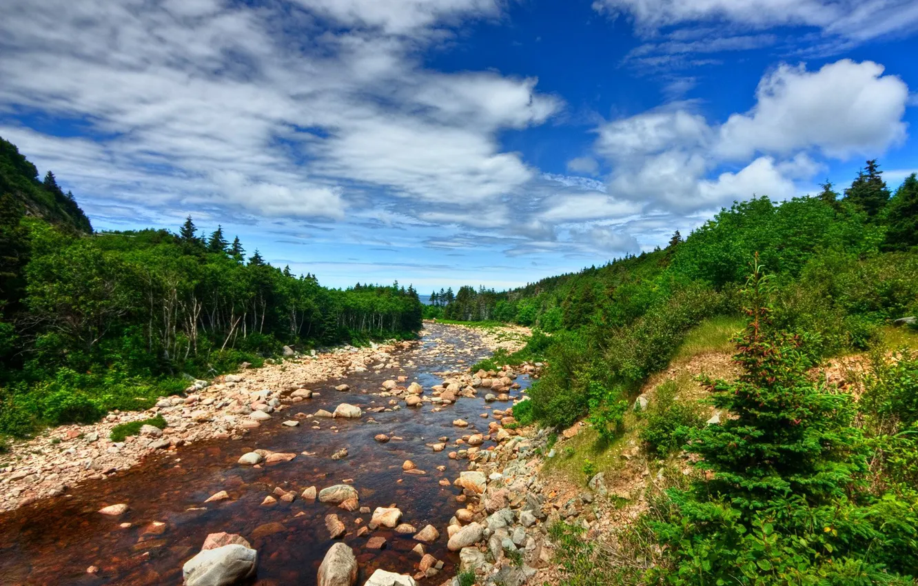 Photo wallpaper forest, the sky, water, trees, stones