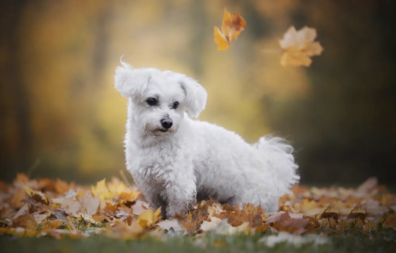 Photo wallpaper autumn, nature, animal, foliage, dog, lapdog, dog