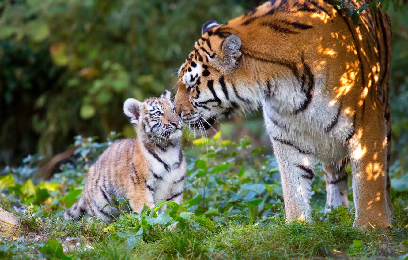 Photo wallpaper animals, nature, predators, cub, tigers, tigress, tiger