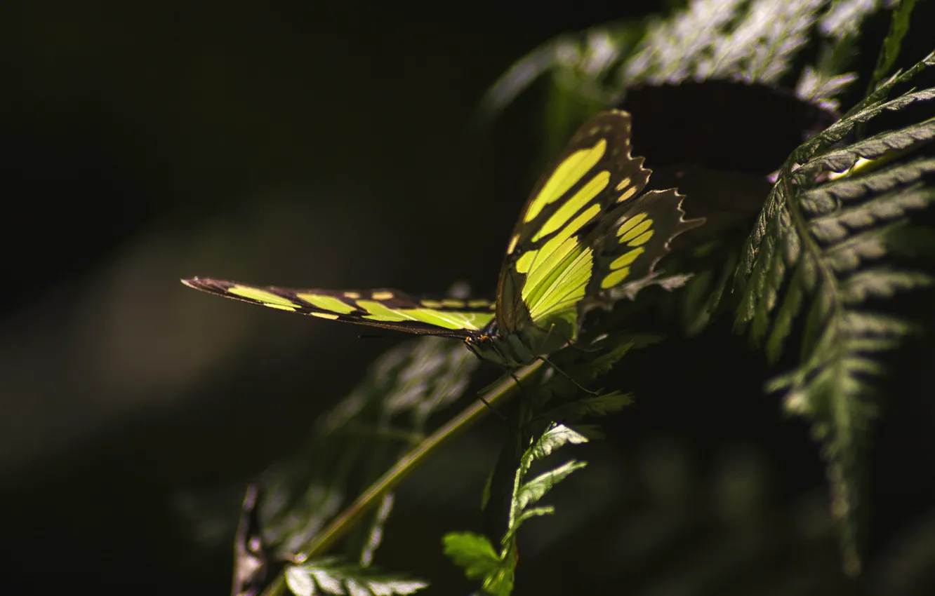 Photo wallpaper leaves, macro, green, the dark background, butterfly, wings, insect, fern