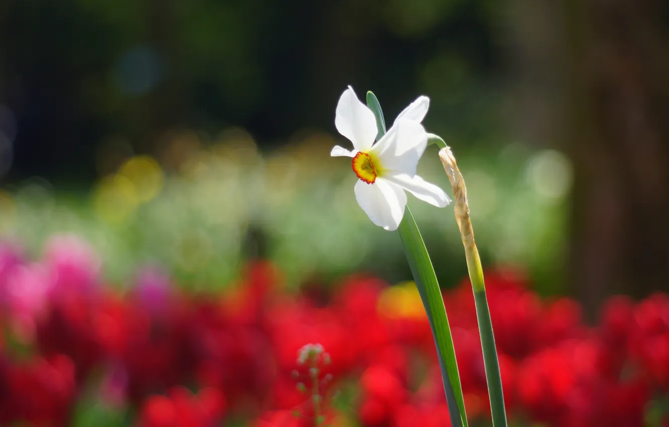 Photo wallpaper flowers, red, nature, focus, spring, Sunny, daffodils