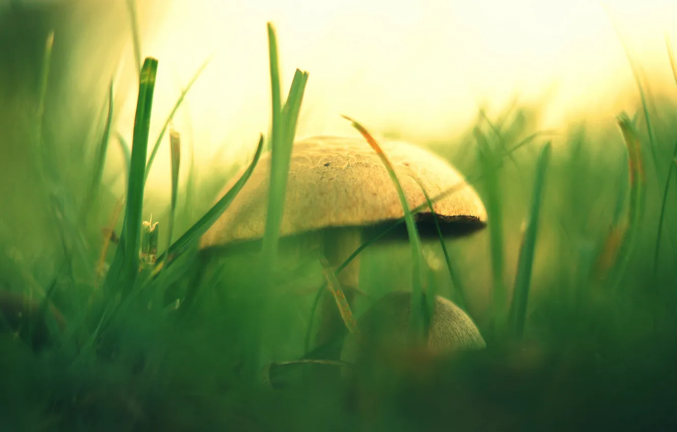Photo wallpaper greens, grass, nature, mushrooms, blur