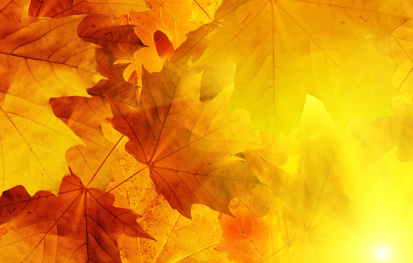 Photo wallpaper autumn, leaves, the sun, veins