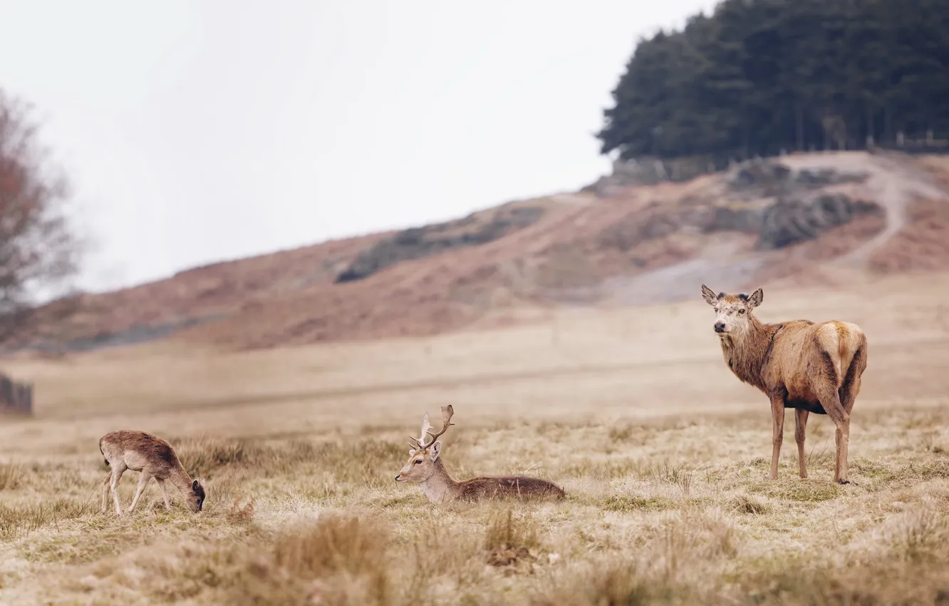 Photo wallpaper nature, background, deer