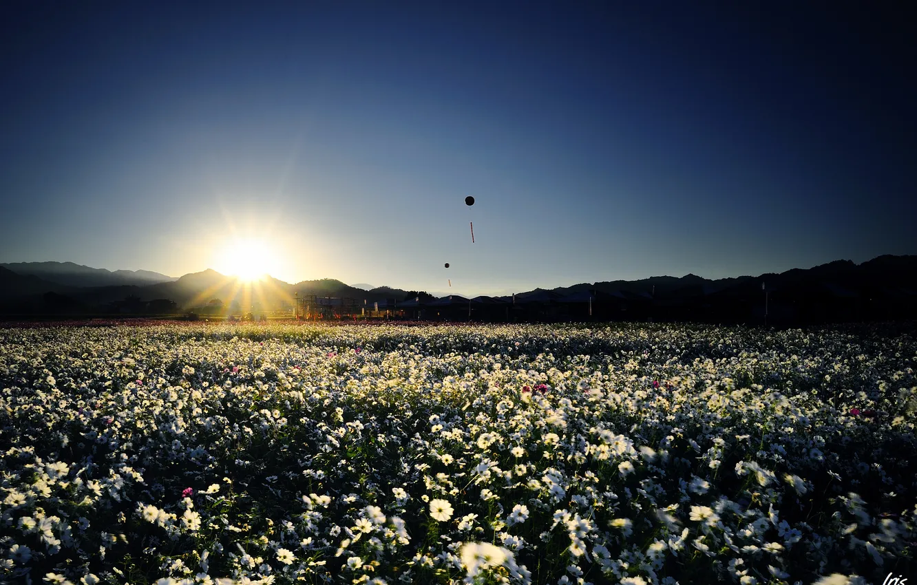 Photo wallpaper field, the sky, the sun, sunset, flowers, flashlight, air, white