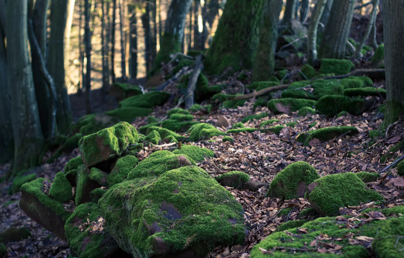 Photo wallpaper forest, leaves, trees, nature, roots, stones, nature