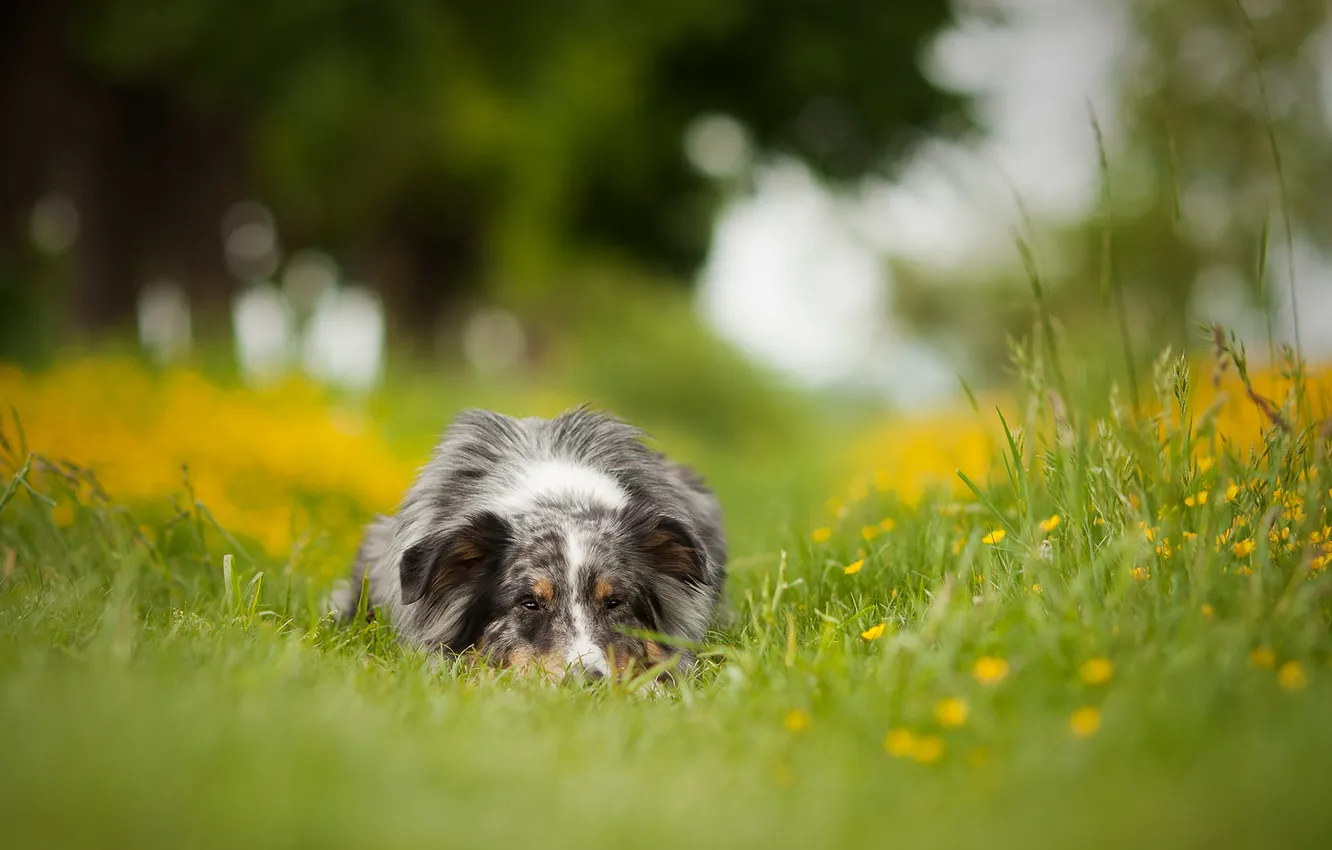 Photo wallpaper nature, dog, shepherd