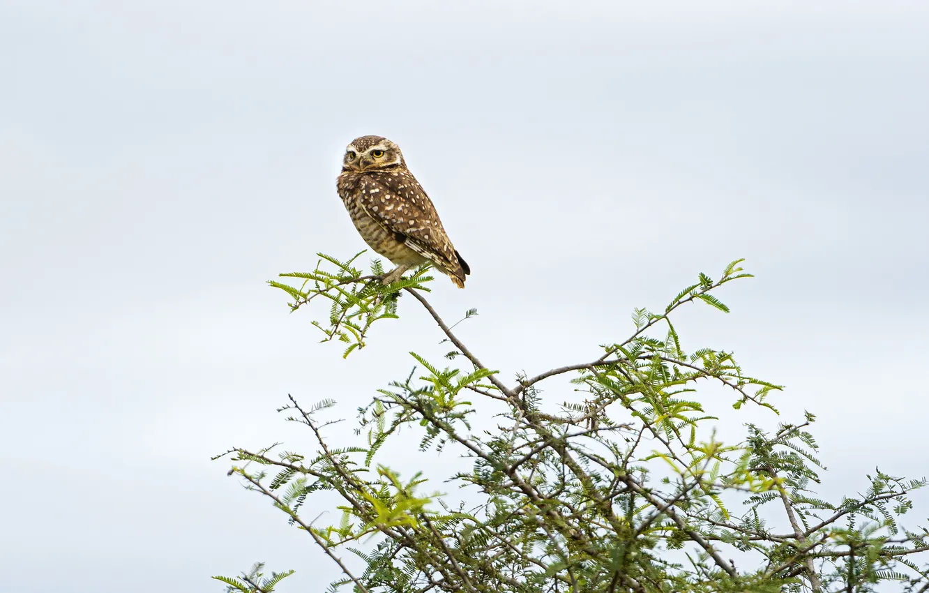 Photo wallpaper nature, owl, bird