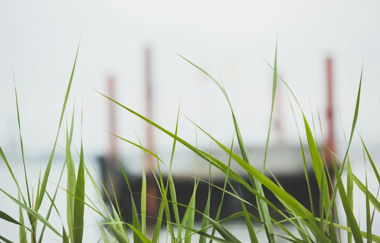 Photo wallpaper grass, green, a lot