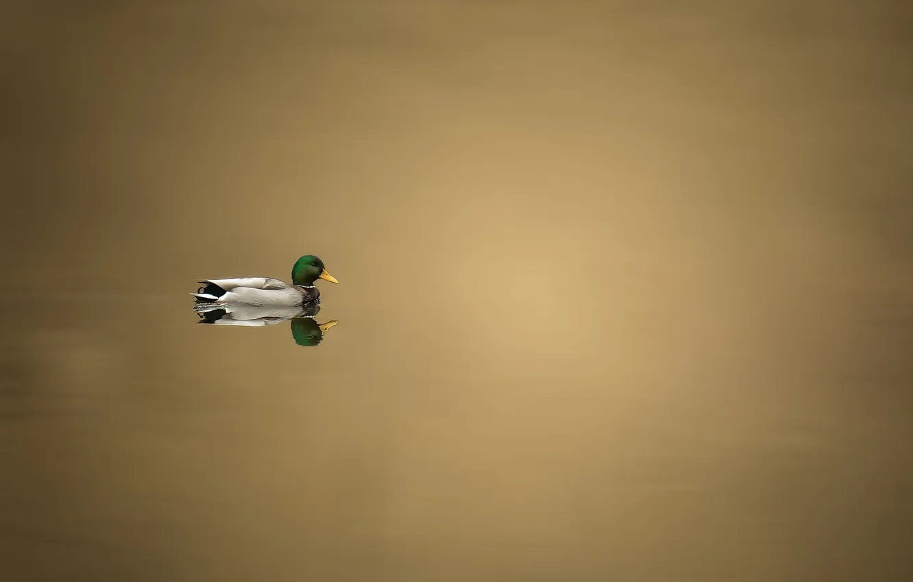 Photo wallpaper nature, lake, duck