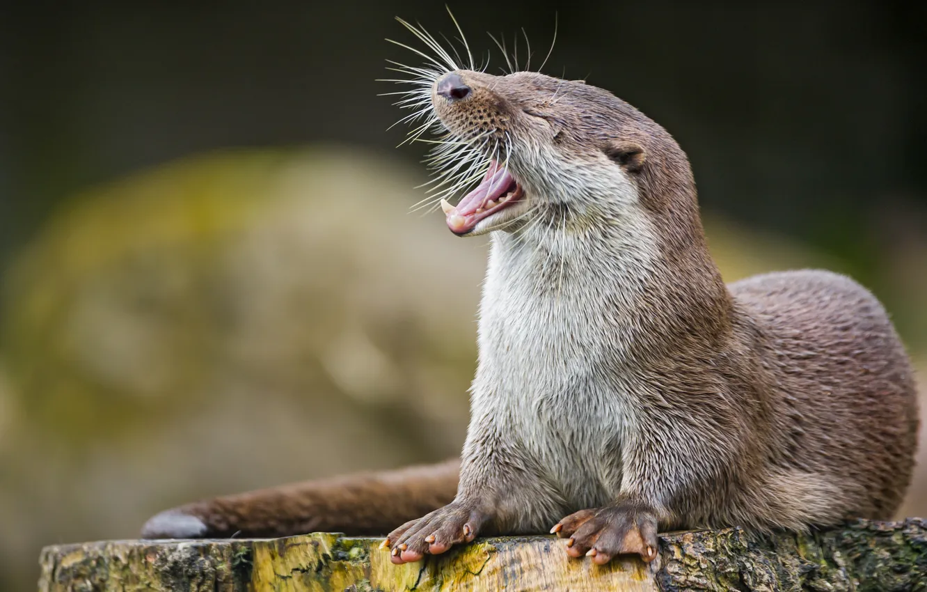 Photo wallpaper stump, mouth, profile, yawns, otter, ©Tambako The Jaguar