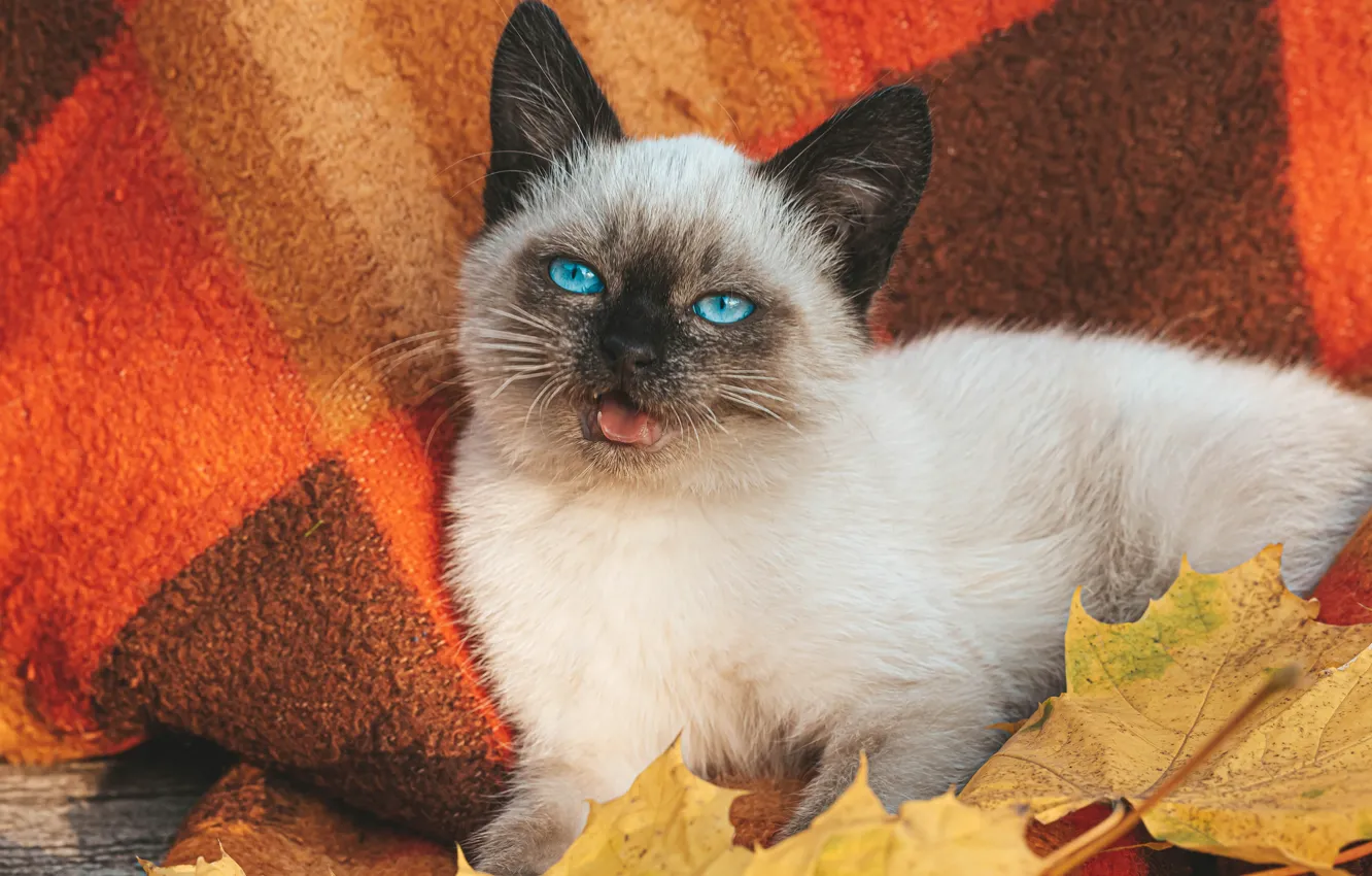 Photo wallpaper autumn, white, cat, leaves, muzzle, plaid, kitty, blue eyes