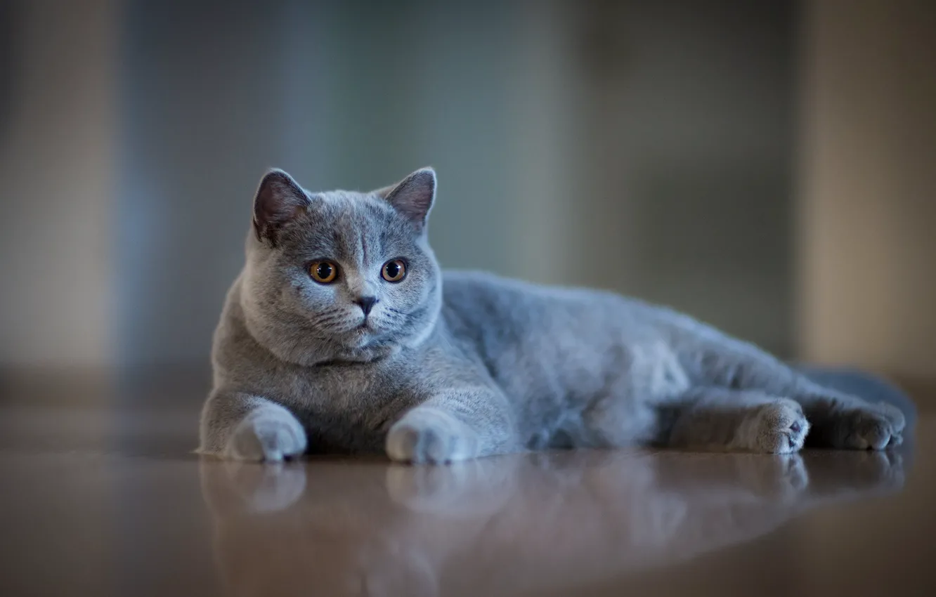 Photo wallpaper grey, muzzle, bokeh, cat, British Shorthair