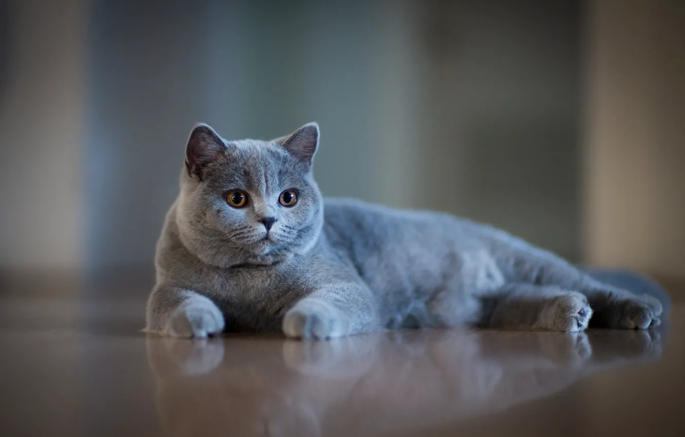 Photo wallpaper muzzle, grey, bokeh, cat, British Shorthair