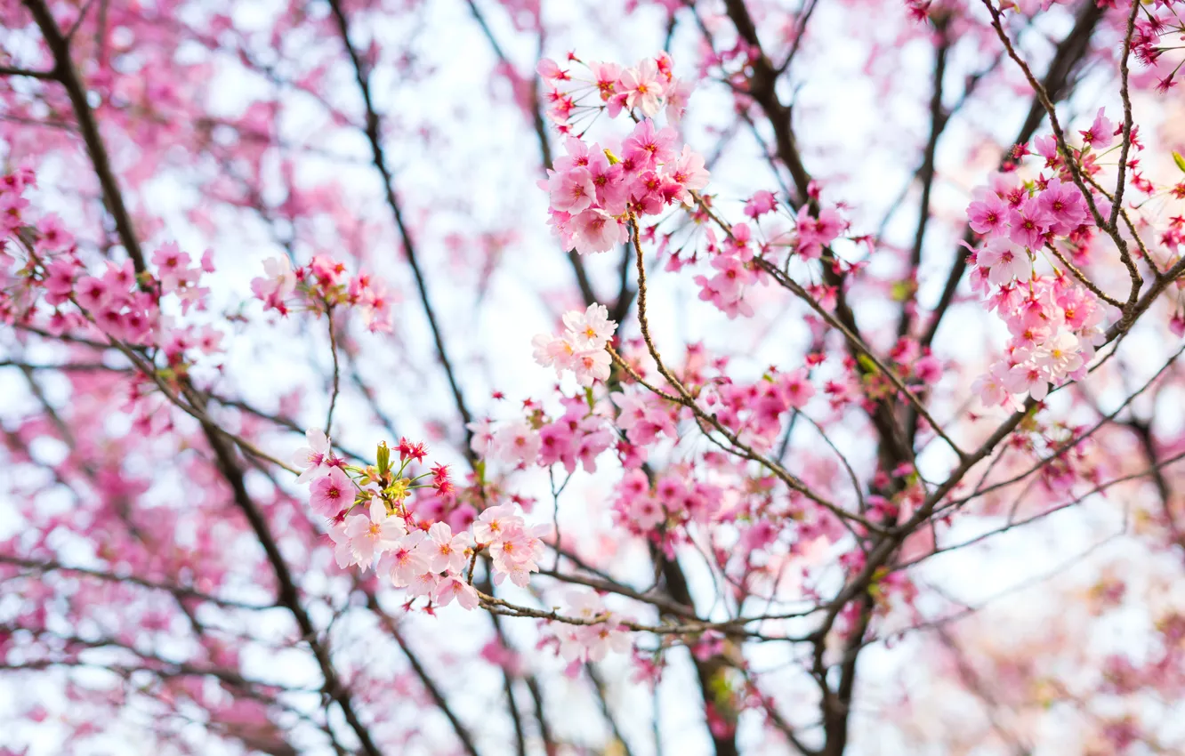 Photo wallpaper Tokyo, Japan, flowers, cherry blossom