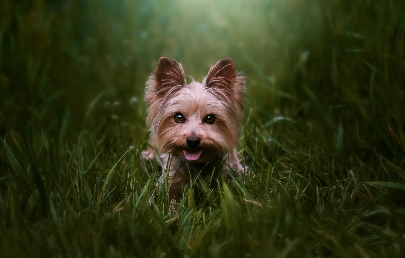 Photo wallpaper greens, grass, look, nature, dog, face, bokeh, Yorkshire Terrier